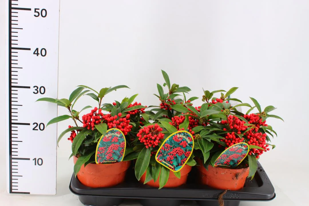 Skimmia reevesiana