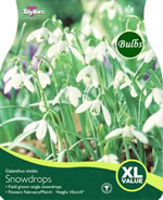 SNOWDROPS (GALANTHUS NIVALIS) XL