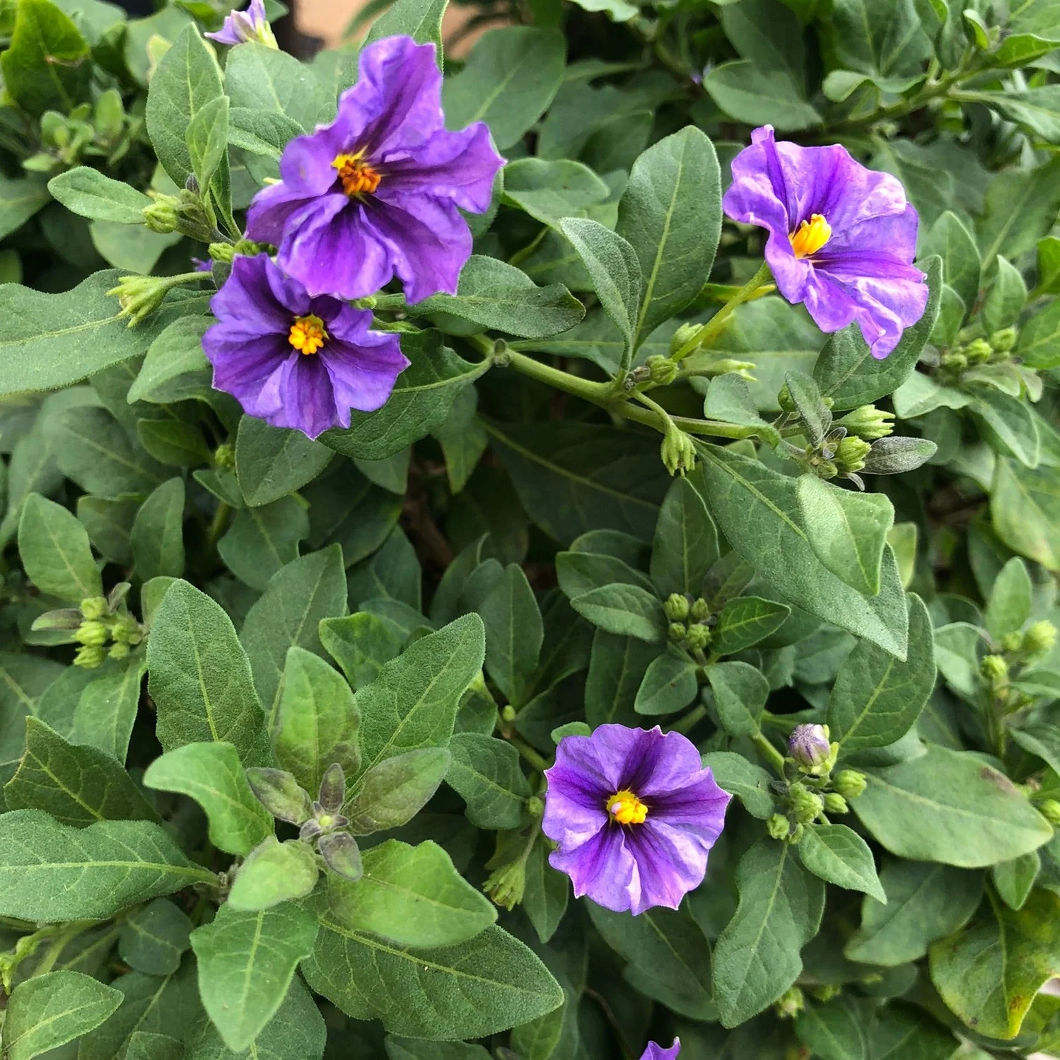 Solanum Blue Fountain P19, on a stem