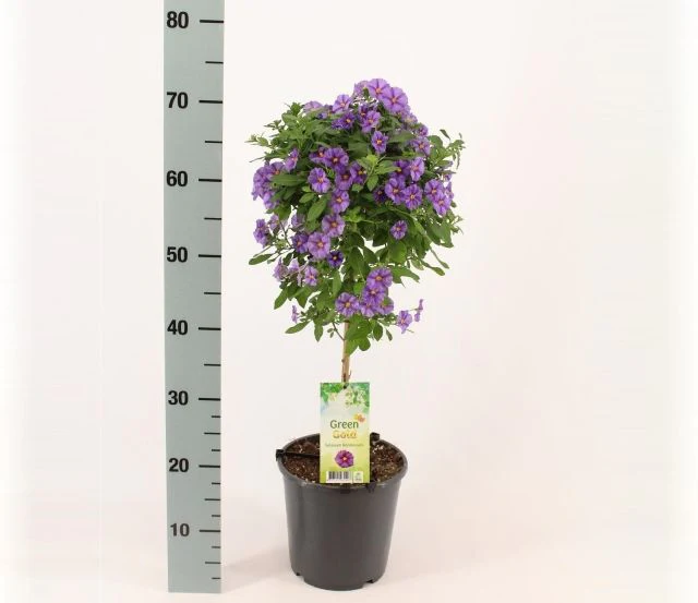 Solanum Blue Fountain P19, on a stem - Image 2
