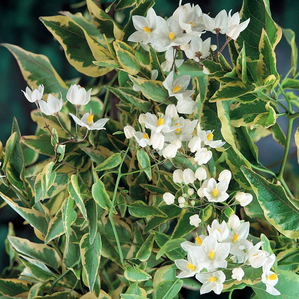Solanum jas. Aureovariegata