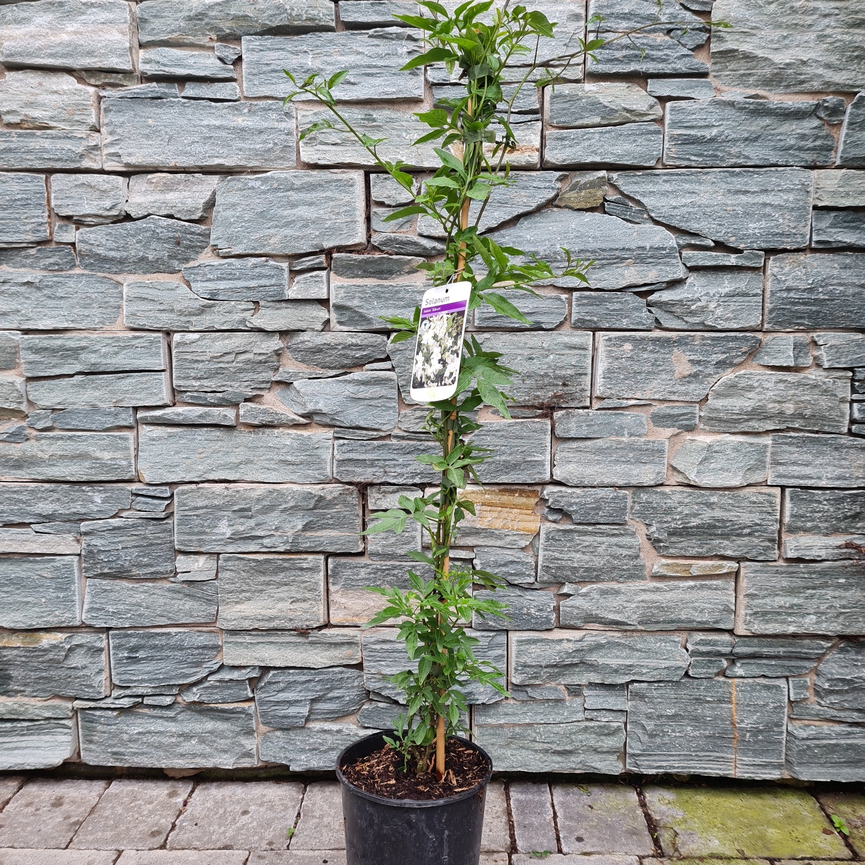 Solanum jasminoides album - Image 4