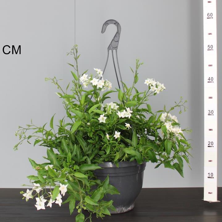 Solanum jasminoides in a hanging pot - Image 2