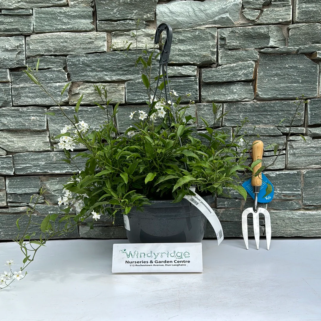 Solanum jasminoides in a hanging pot - Image 3