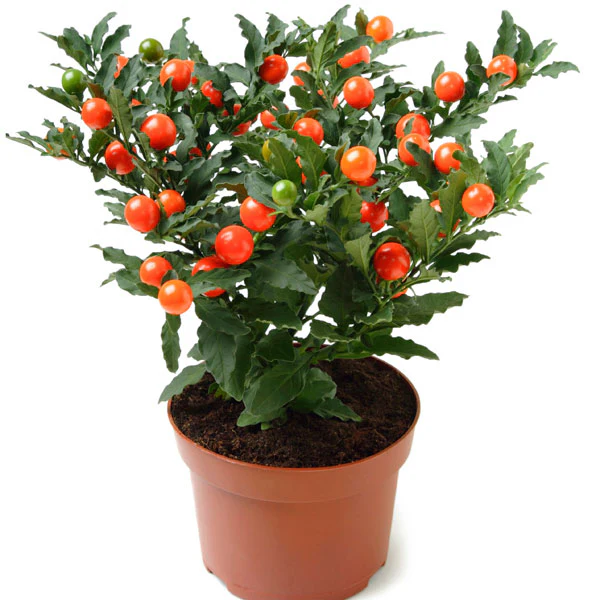 Solanum pseudocapsicum orange berry