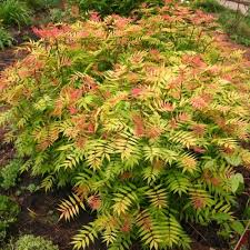 Sorbaria sorbif. Sem