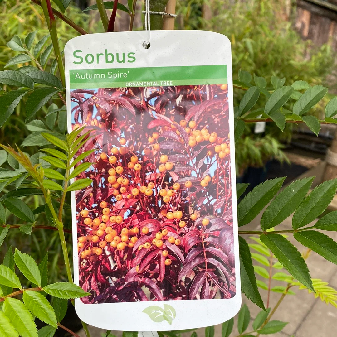 Sorbus Autumn Spire - Image 2