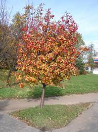 Sorbus Autumn Spire - Image 3