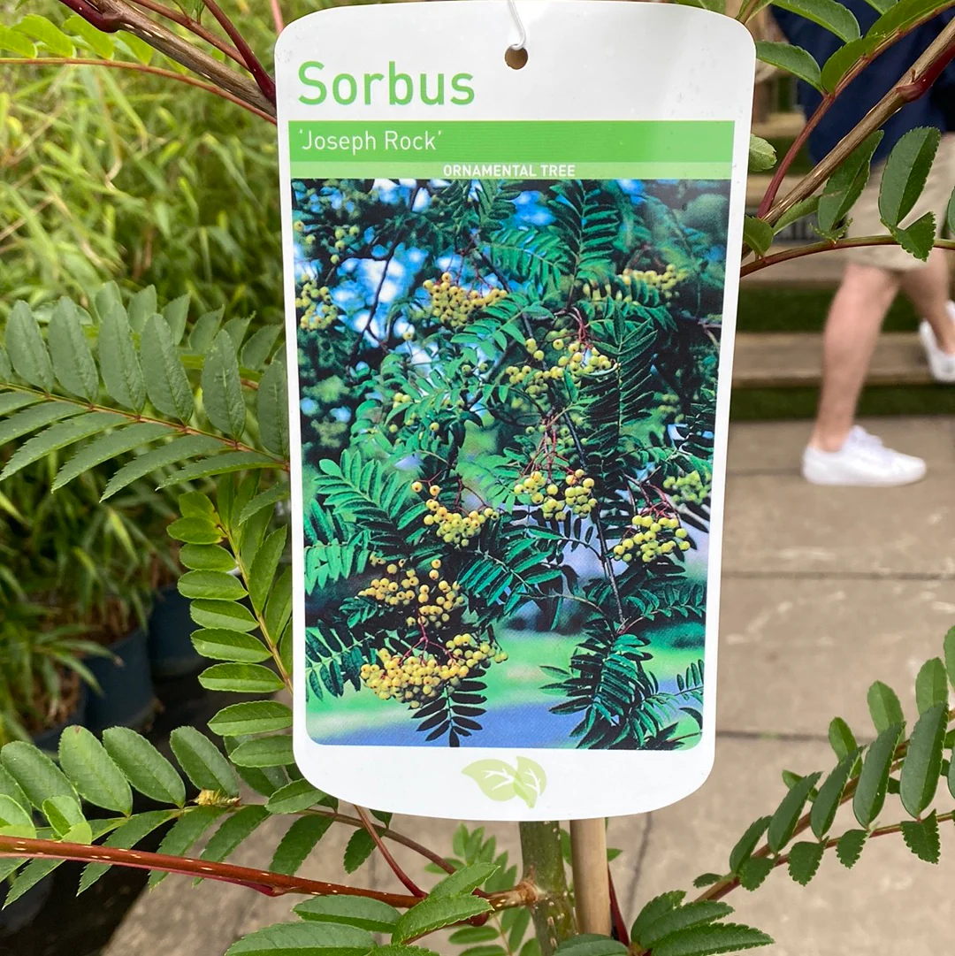 Sorbus Joseph Rock - Image 3