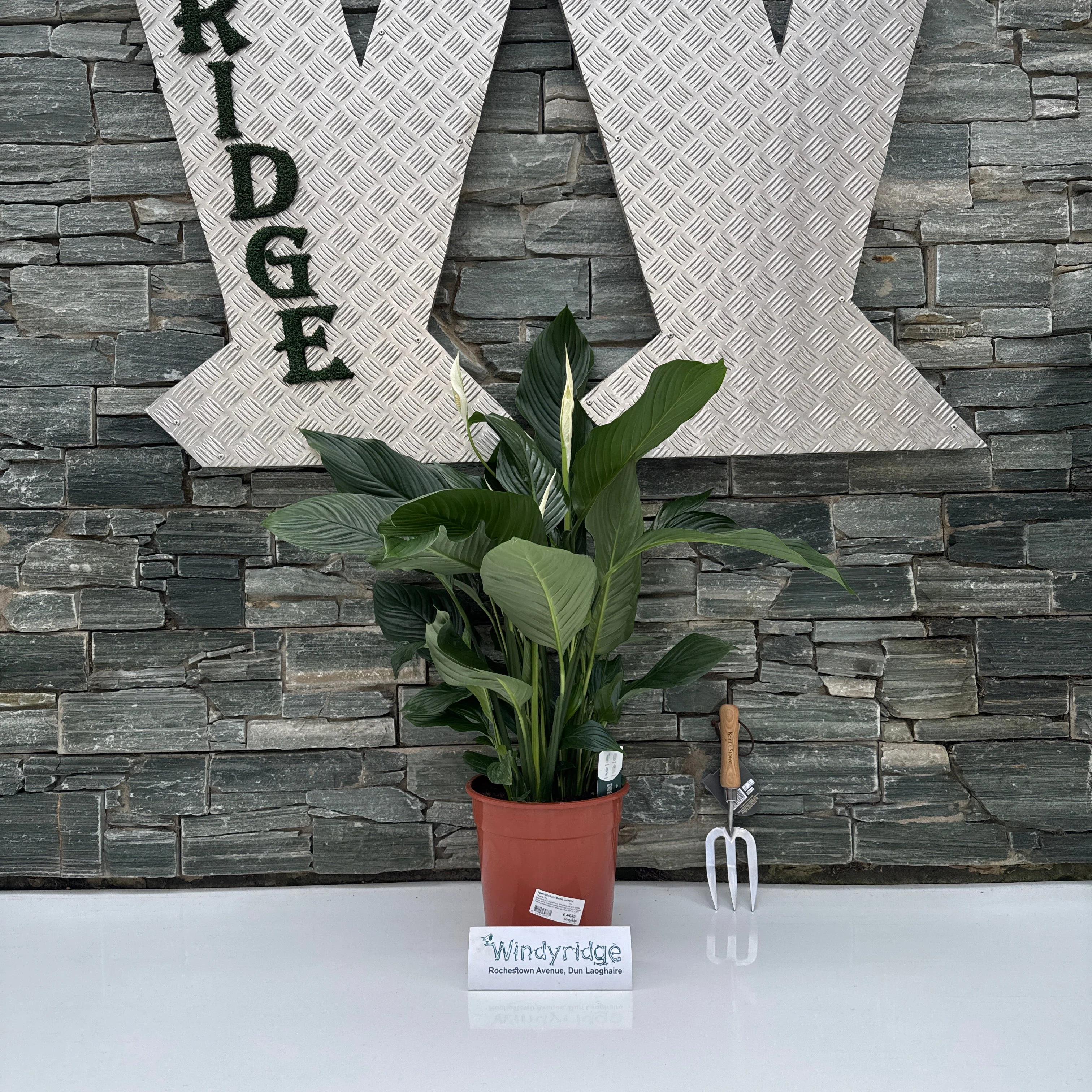 Spathiphyllum Sweet Lauretta P24