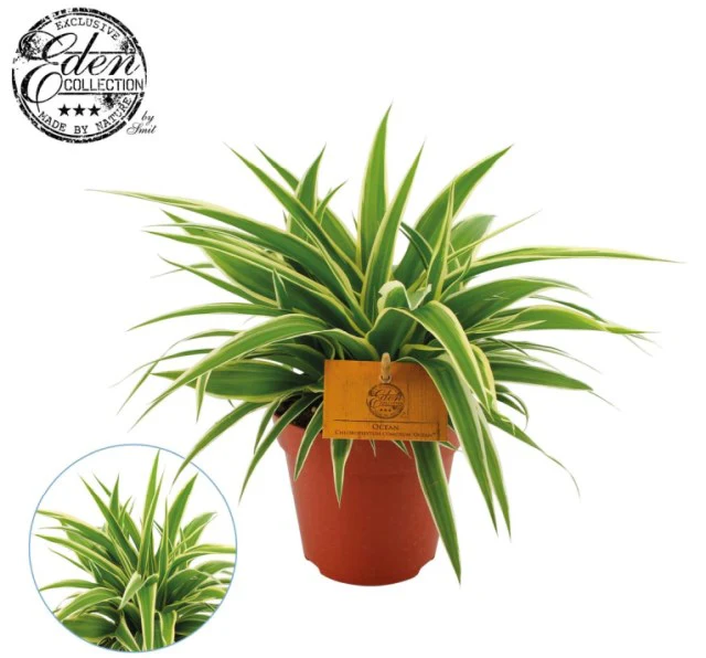 Spider Plant Chlorophytum com. Ocean (10.5cm Pot)