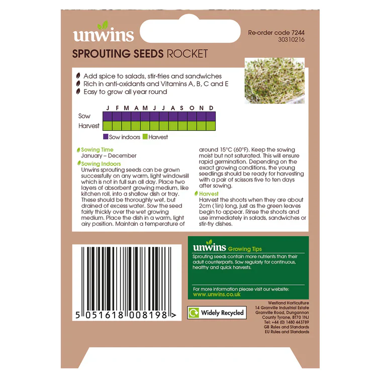 Sprouting Seeds Rocket - Image 2