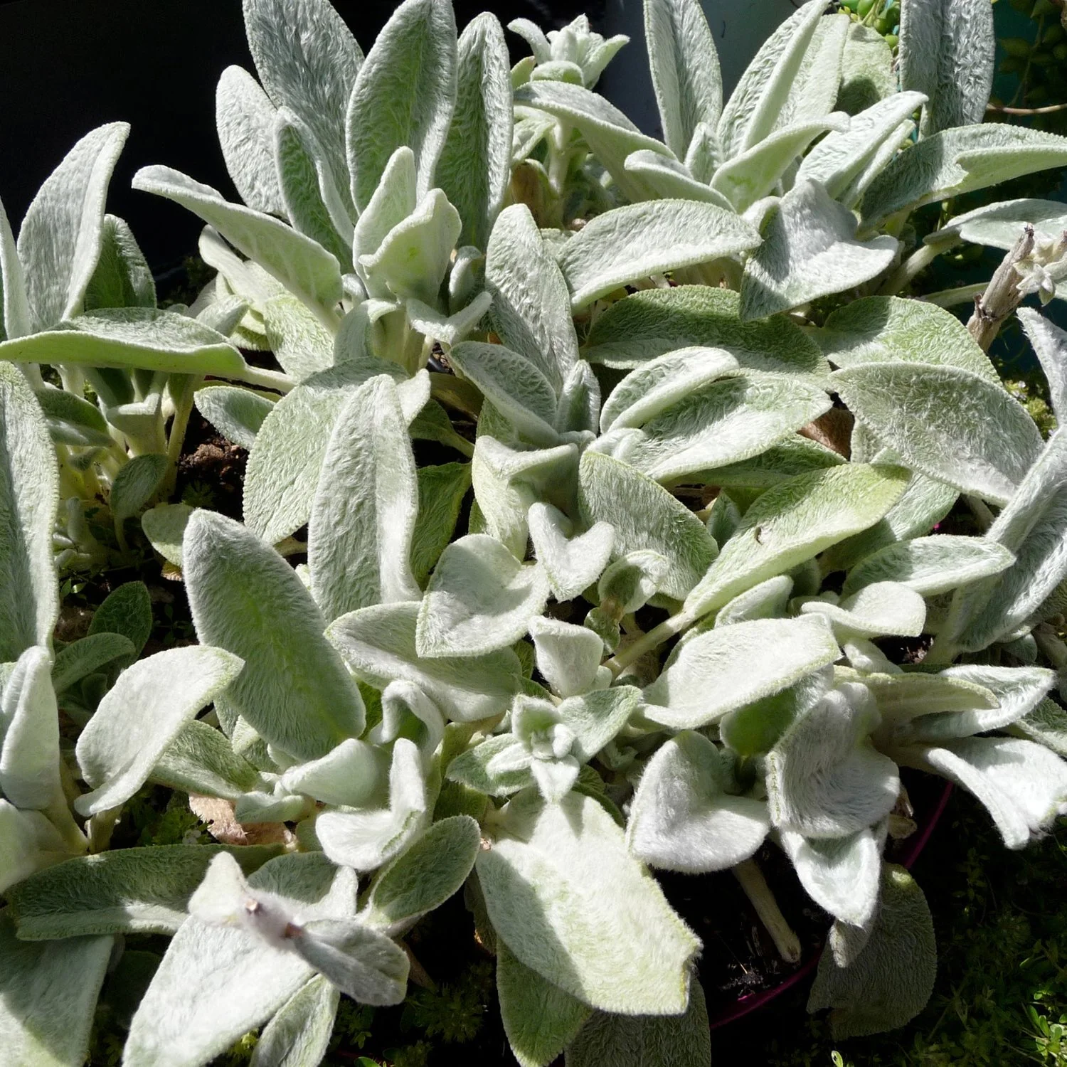 Stachys byzantina - Image 3