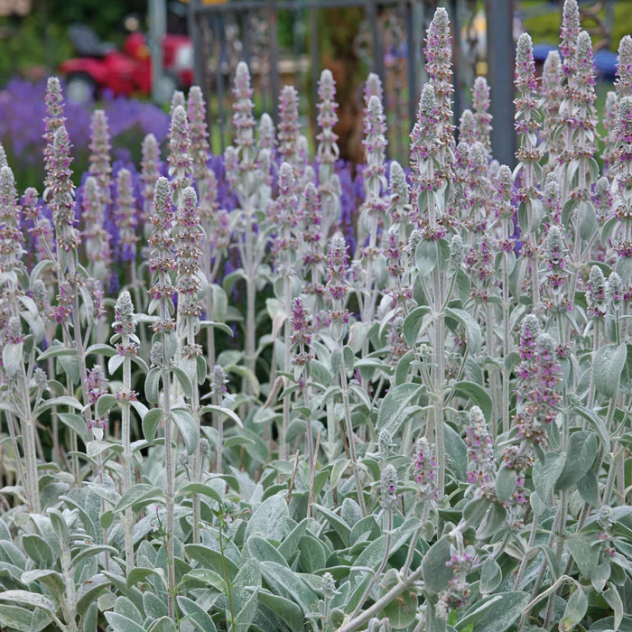 STACHYS byzantina Silver Carpet - Image 2
