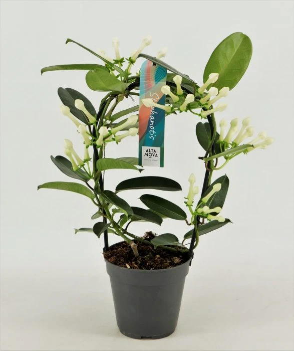 Stephanotis floribunda P12hoop 5-6 flwr.