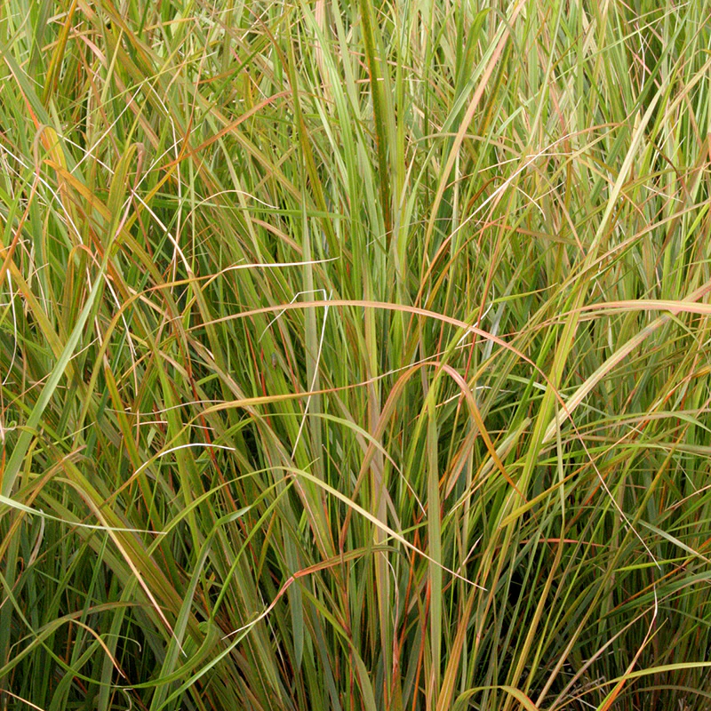 STIPA arundinacea - Image 5