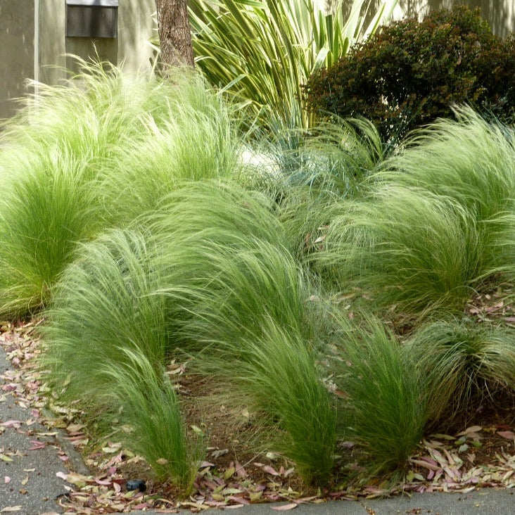 Stipa Ponytails
