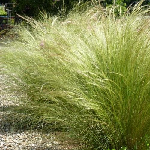 Stipa tenuissima 'Pony Tails' - Image 3