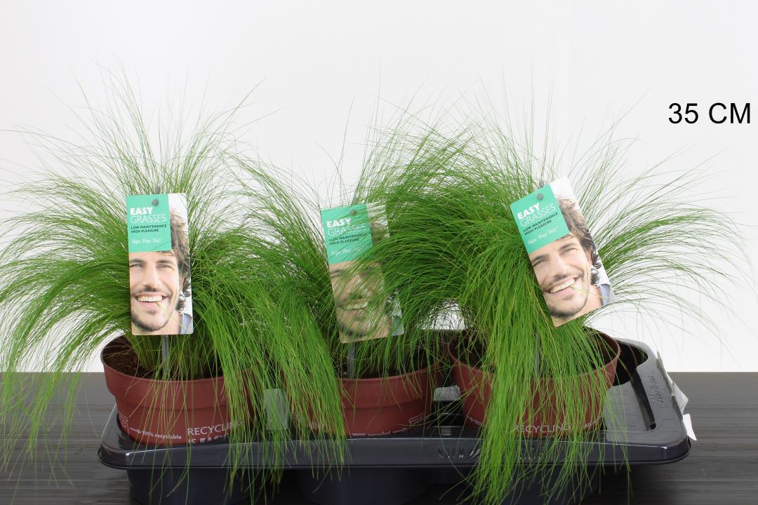 Stipa tenuissima Pony Tails - Image 2
