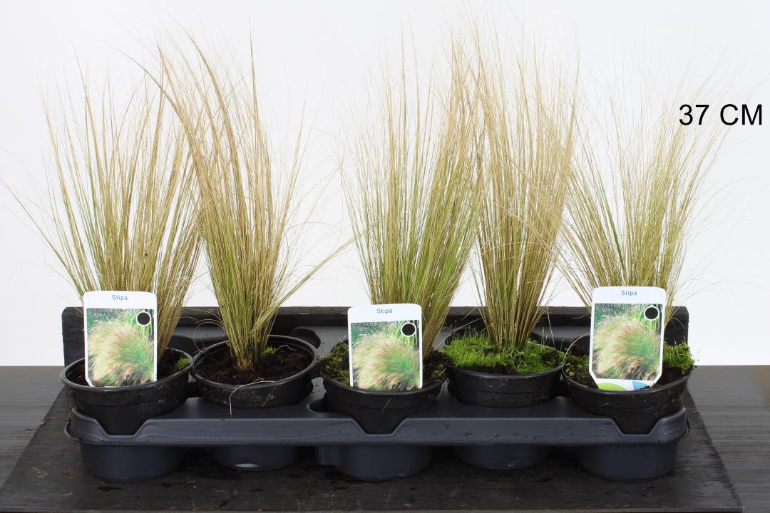 Stipa tenuissima Pony Tails - Image 2