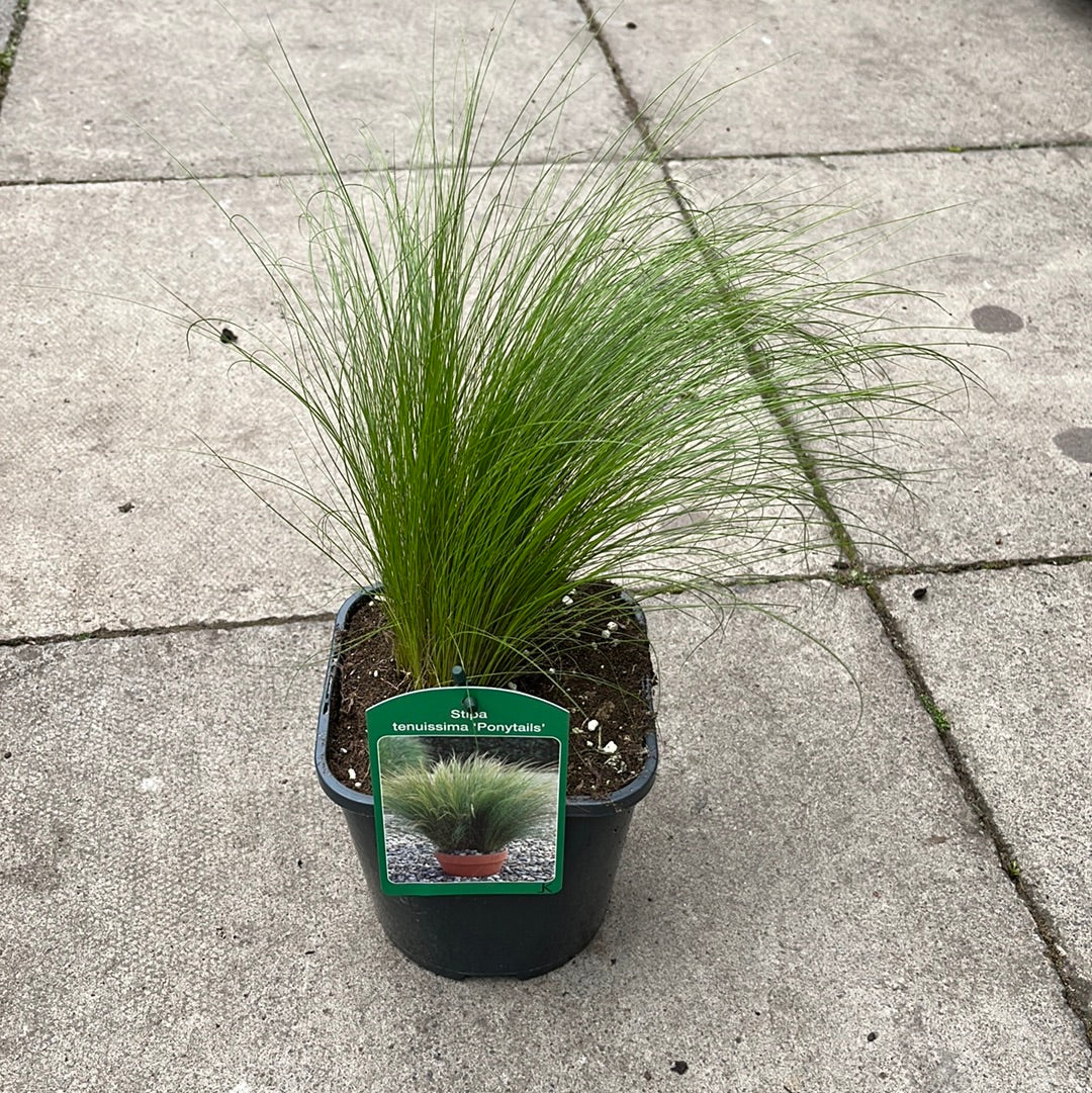 Stipa tenuissima Pony Tails - Image 2