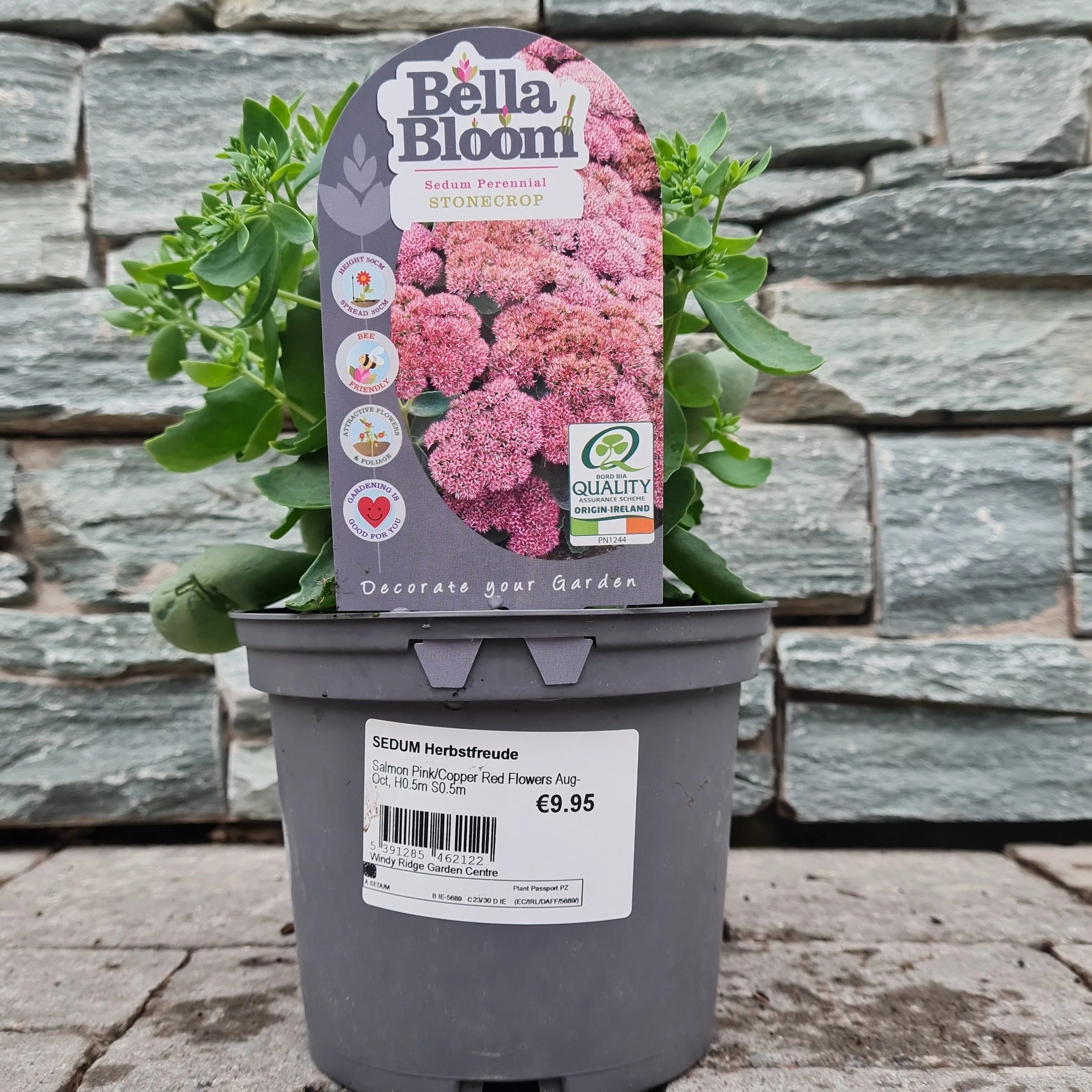 Stonecrop Sedum Herbstfreude (2Ltr Pot) - Image 4