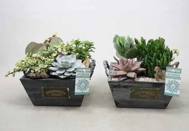 Succulent arrangement Wooden pot 19 cm