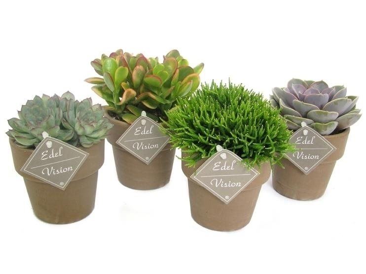 Succulent mix  10 cm stone pot