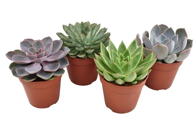 Succulent Plant Echeveria mix (12cm Pot)