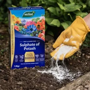 Sulphate of Potash 1.5Kg - Image 2