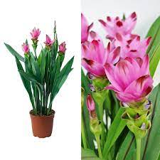 Summer Tulip Curcuma alis. Siam Splash  (17cm Pot) - Image 2