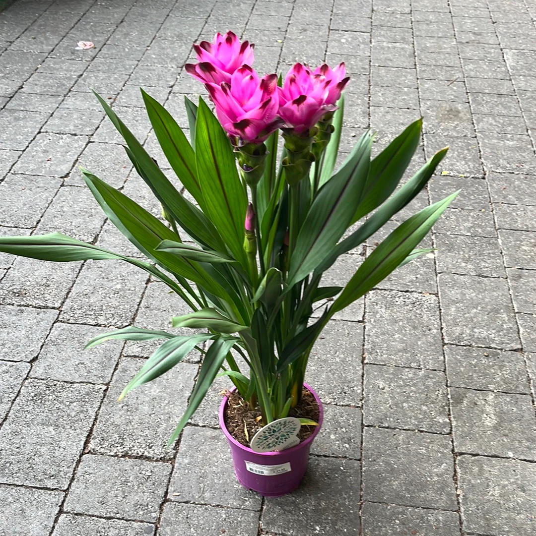 Summer Tulip Curcuma alis. Siam Splash  (17cm Pot) - Image 3