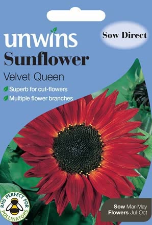 Sunflower Velvet Queen