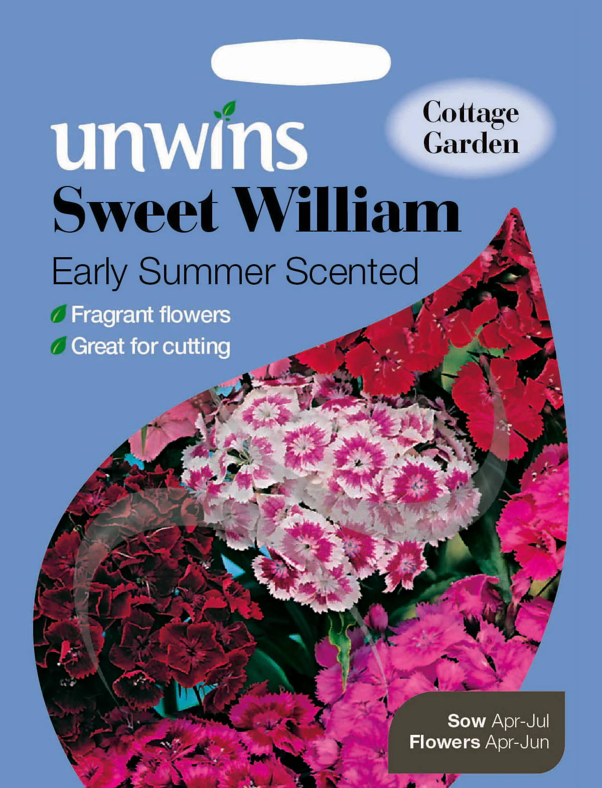 Sweet William Early Summer Scented