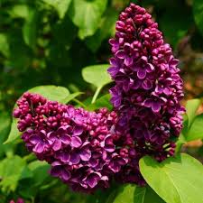 Syringa vulgaris And. an Ludwig Spath 5 Ltr pot