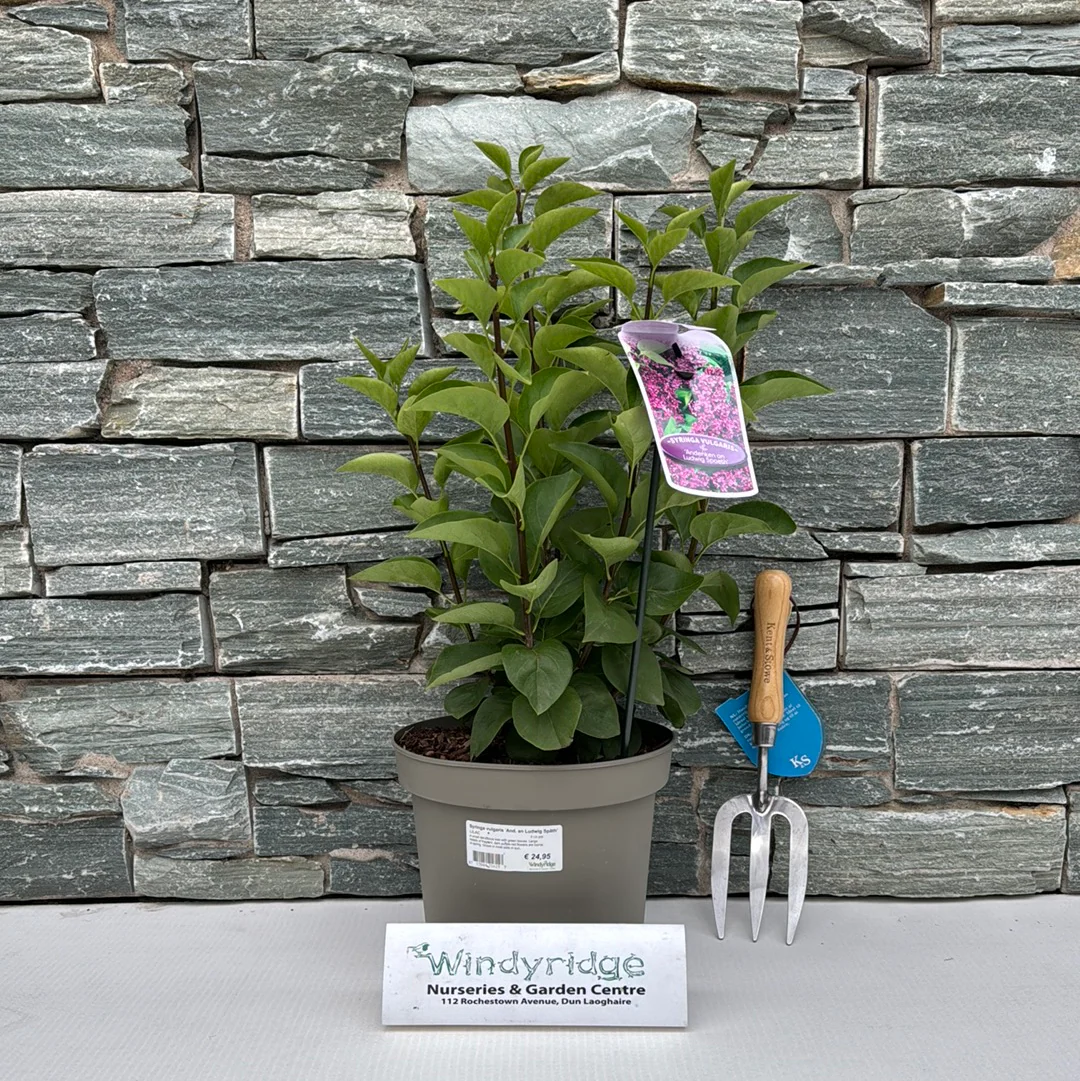 Syringa vulgaris And. an Ludwig Spath 5 Ltr pot - Image 2