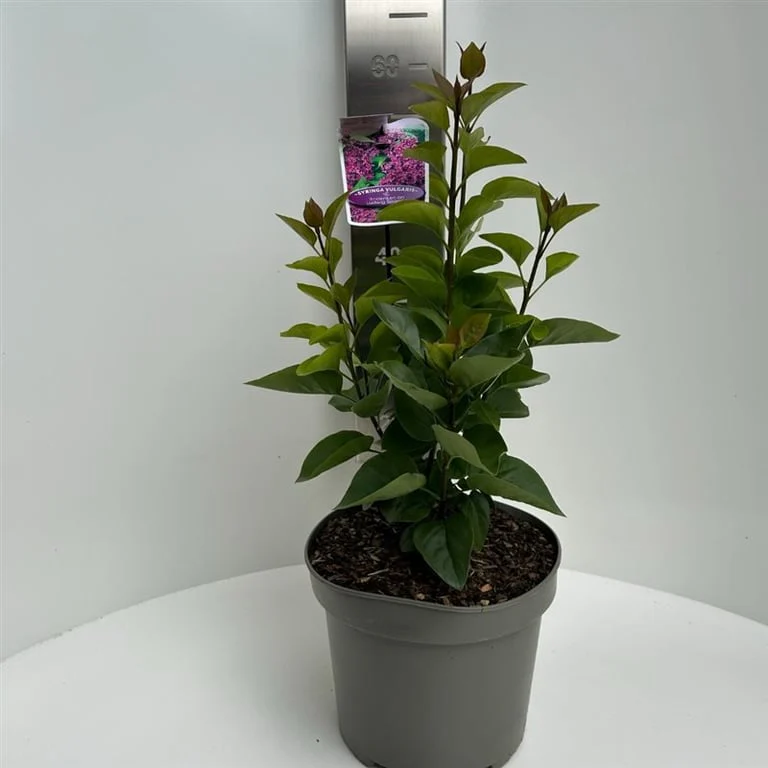 Syringa vulgaris And. an Ludwig Spath 5 Ltr pot - Image 3