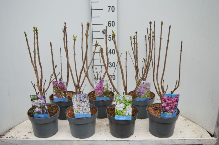 Syringa vulgaris mix 3 Ltr pot - Image 2