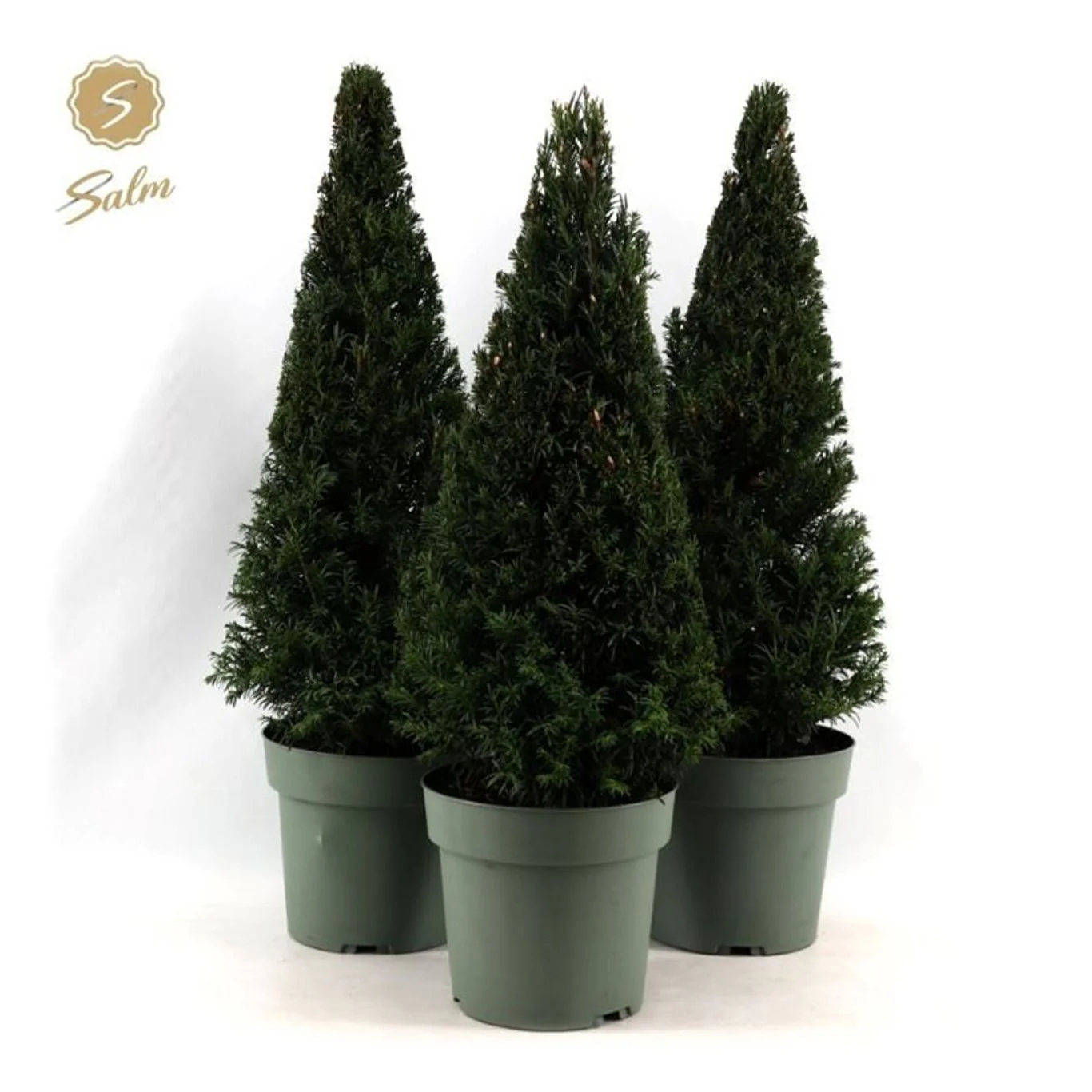 Taxus baccata 120 CM CONE C40