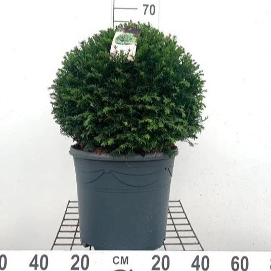 Taxus baccata 40-45 CM BOL D12 - Image 2
