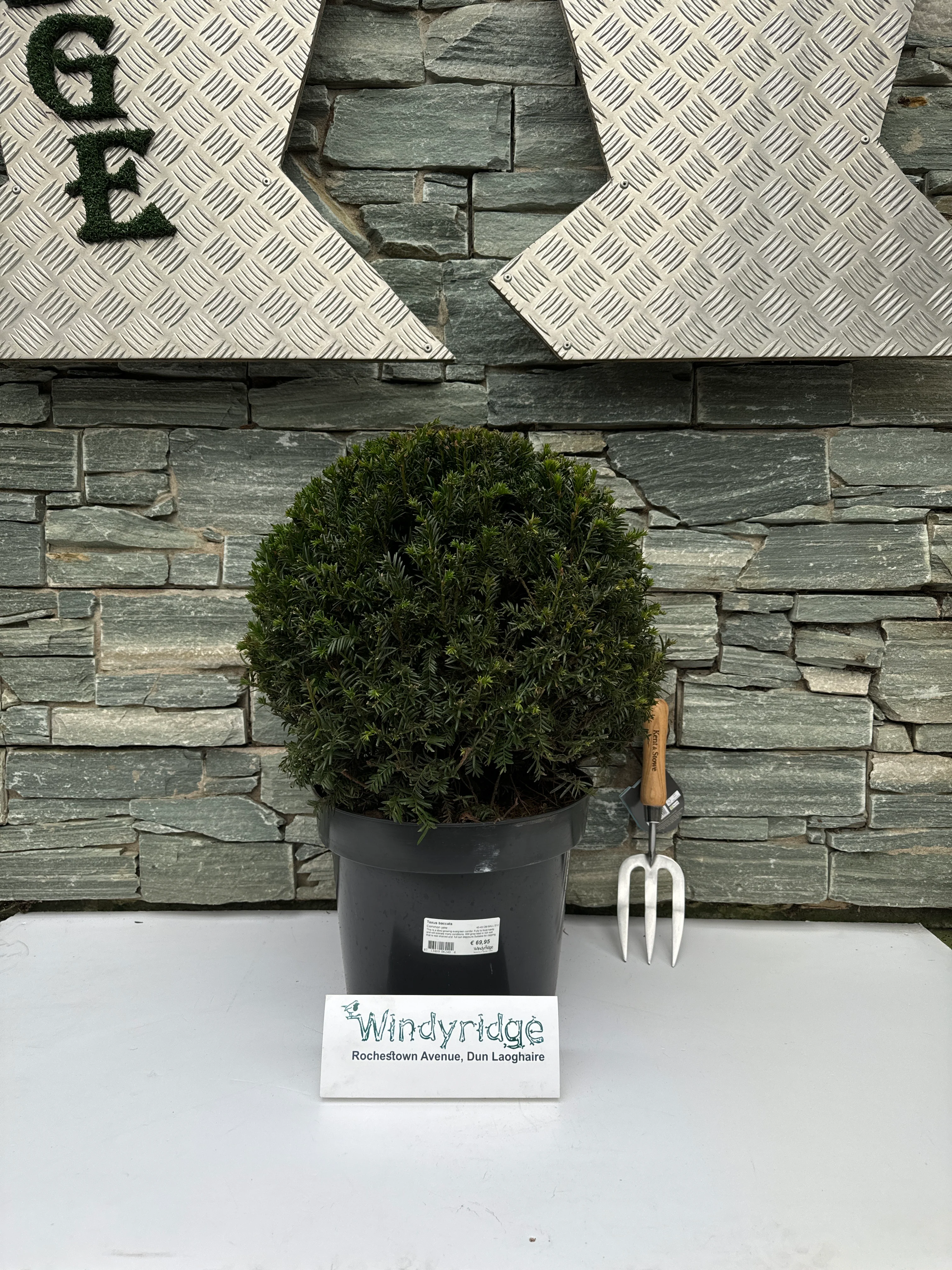 Taxus baccata 45CM Ball - Image 2