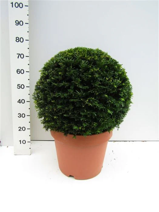Taxus baccata 55-60 CM BOL C30