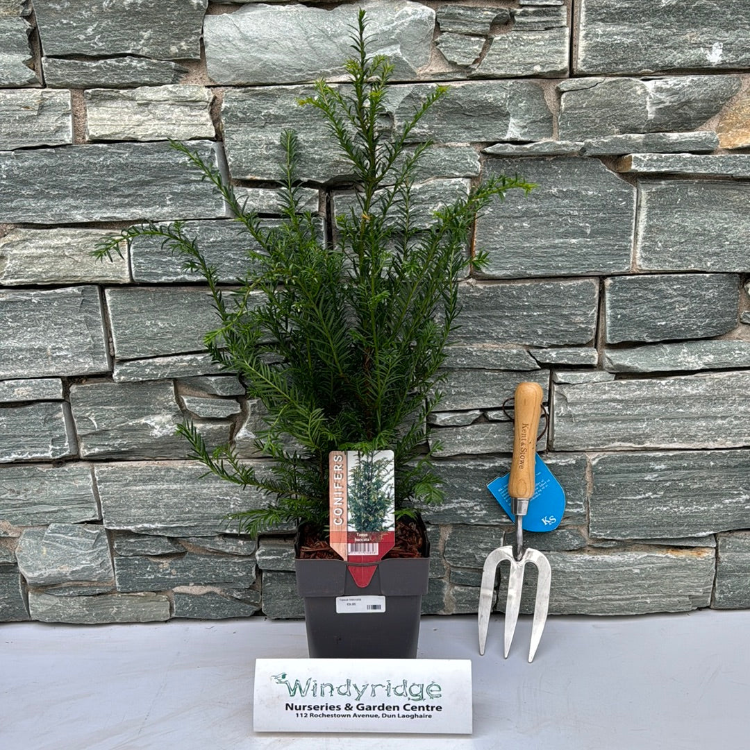 Taxus baccata P17