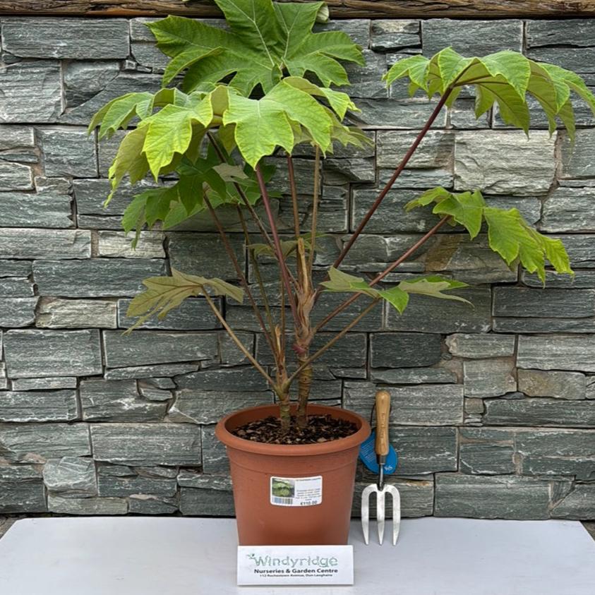 TETRAPANAX papyrifer - Image 2