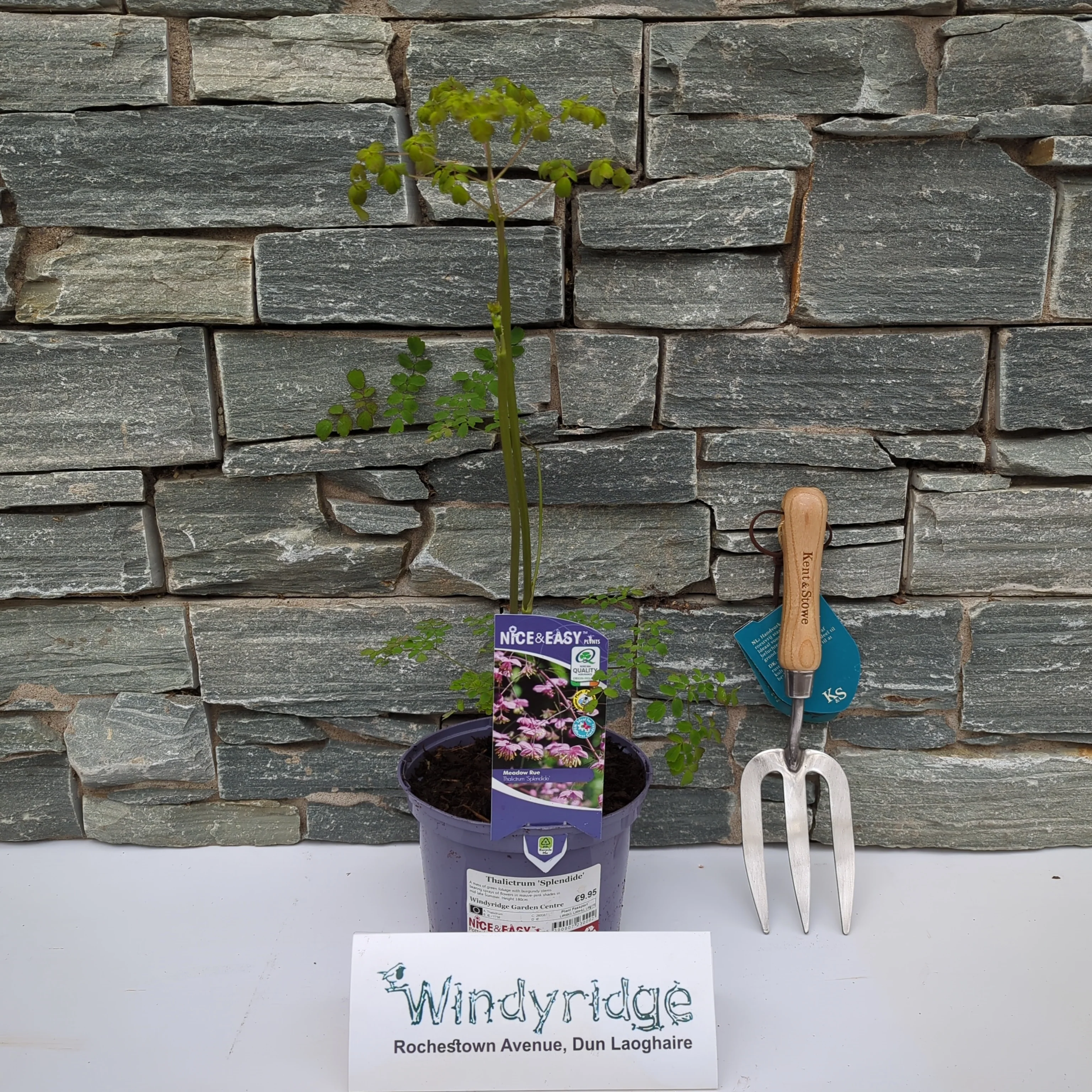 Thalictrum 'Splendide'
