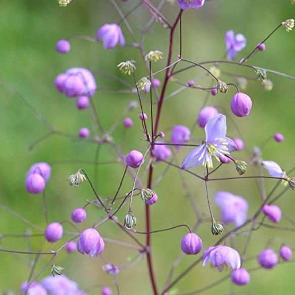 Thalictrum 'Splendide' - Image 2