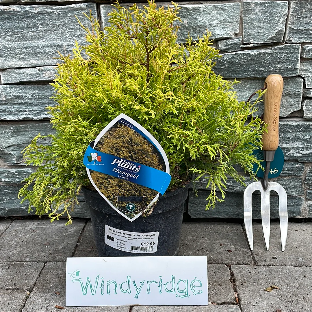 Thuja Rheingold 3lt - Image 2