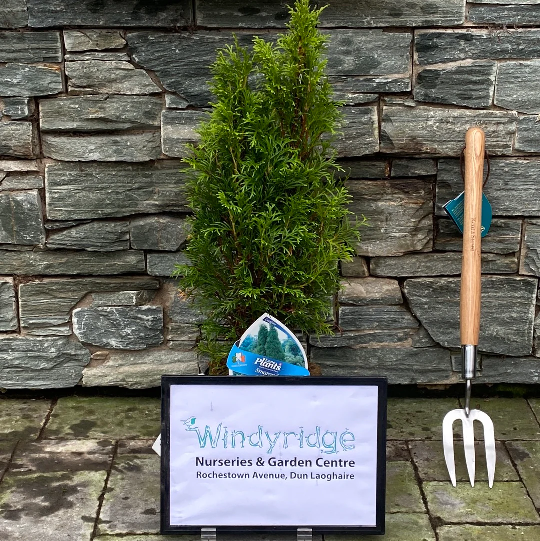 Thuja Smargd 3lt