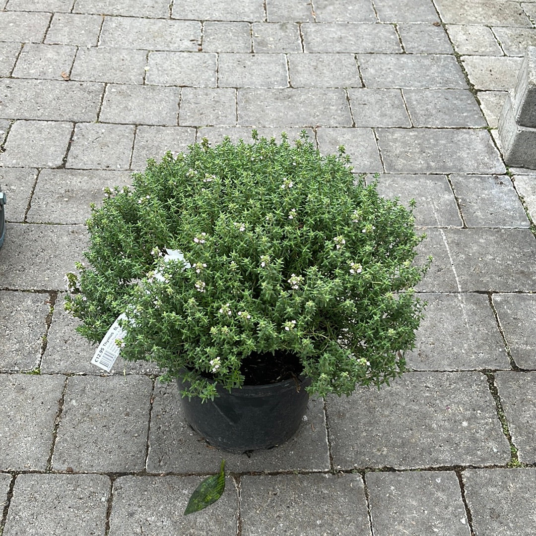 THYMUS vulgaris 4.5L - Image 2