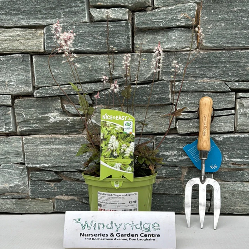 Tiarella cord. Sugar and Spice - Image 2